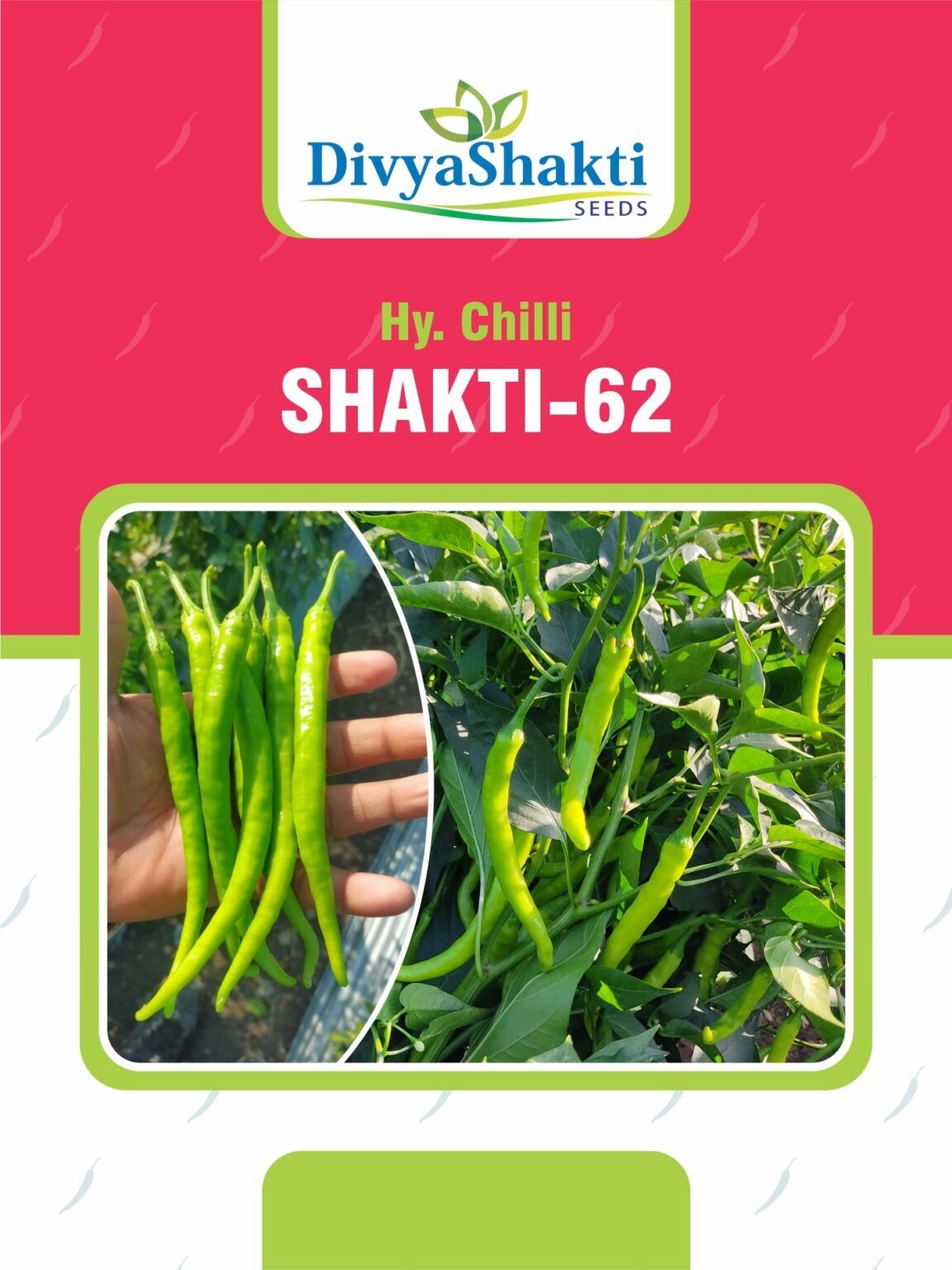 Hy. Chilli Shakti 62