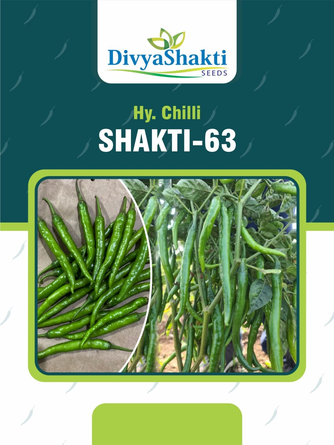 Hy. Chilli Shakti 63