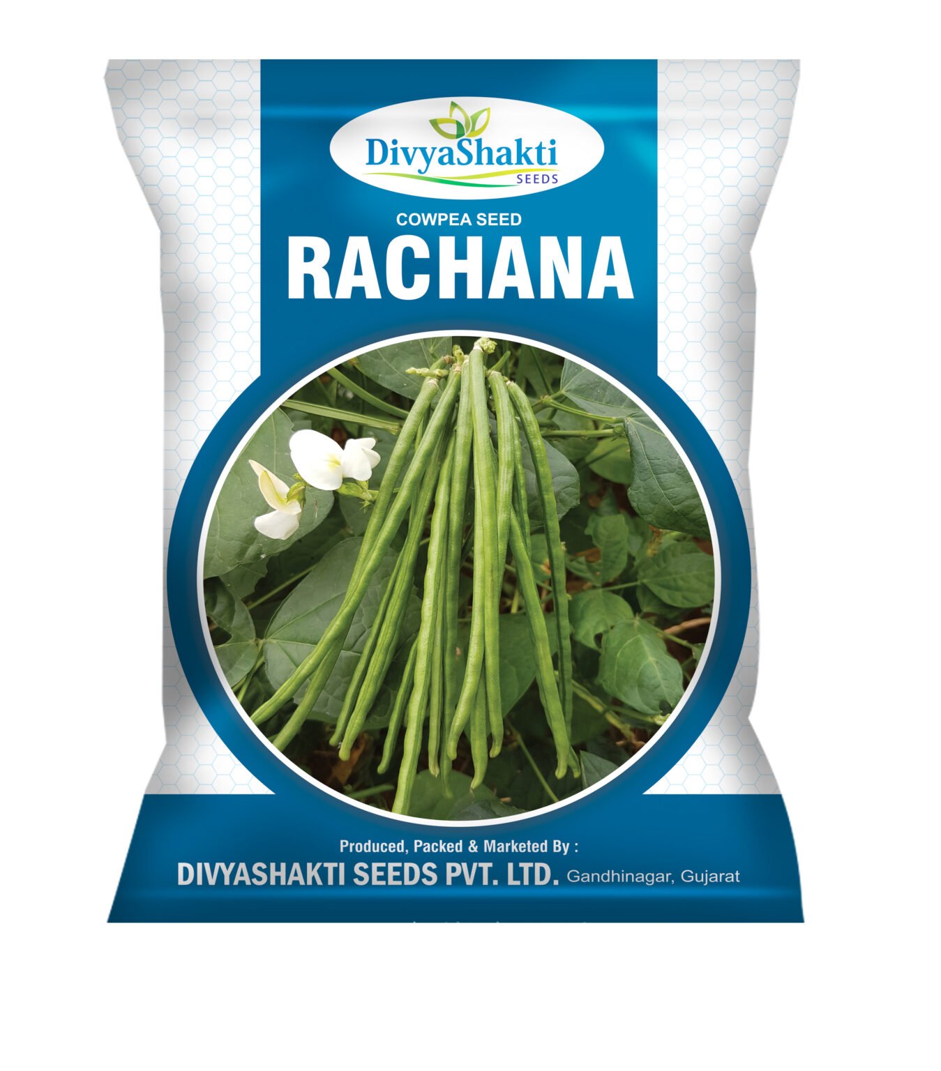 Cowpea Seed Rachana