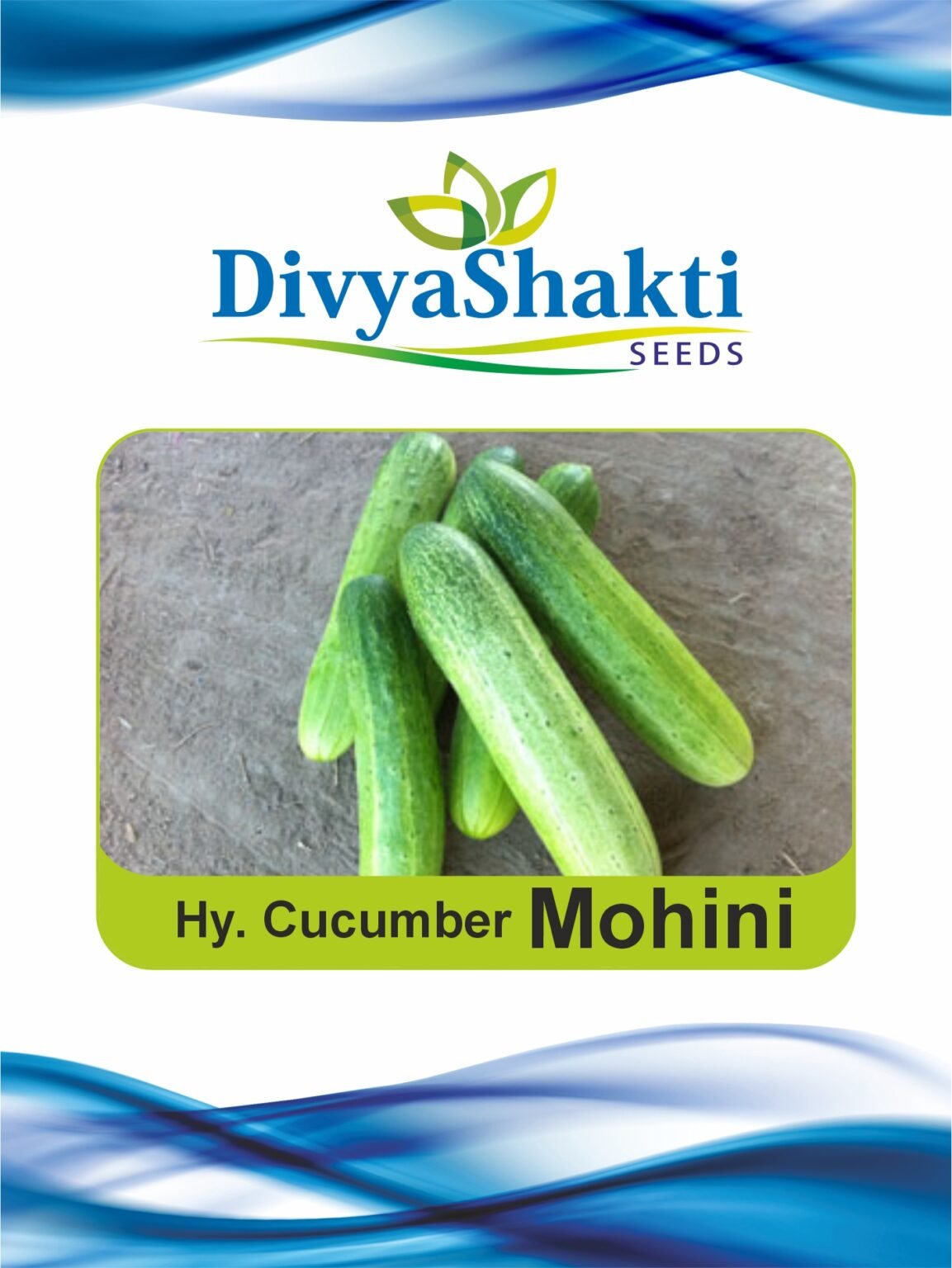 Hy. Cucumber Mohini