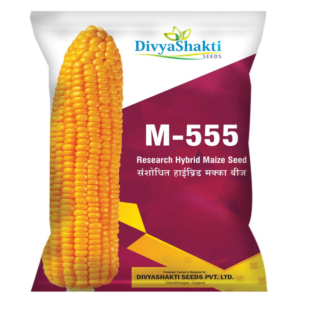 Hy. Maize M 555