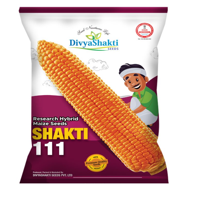 Maize Shakti-111