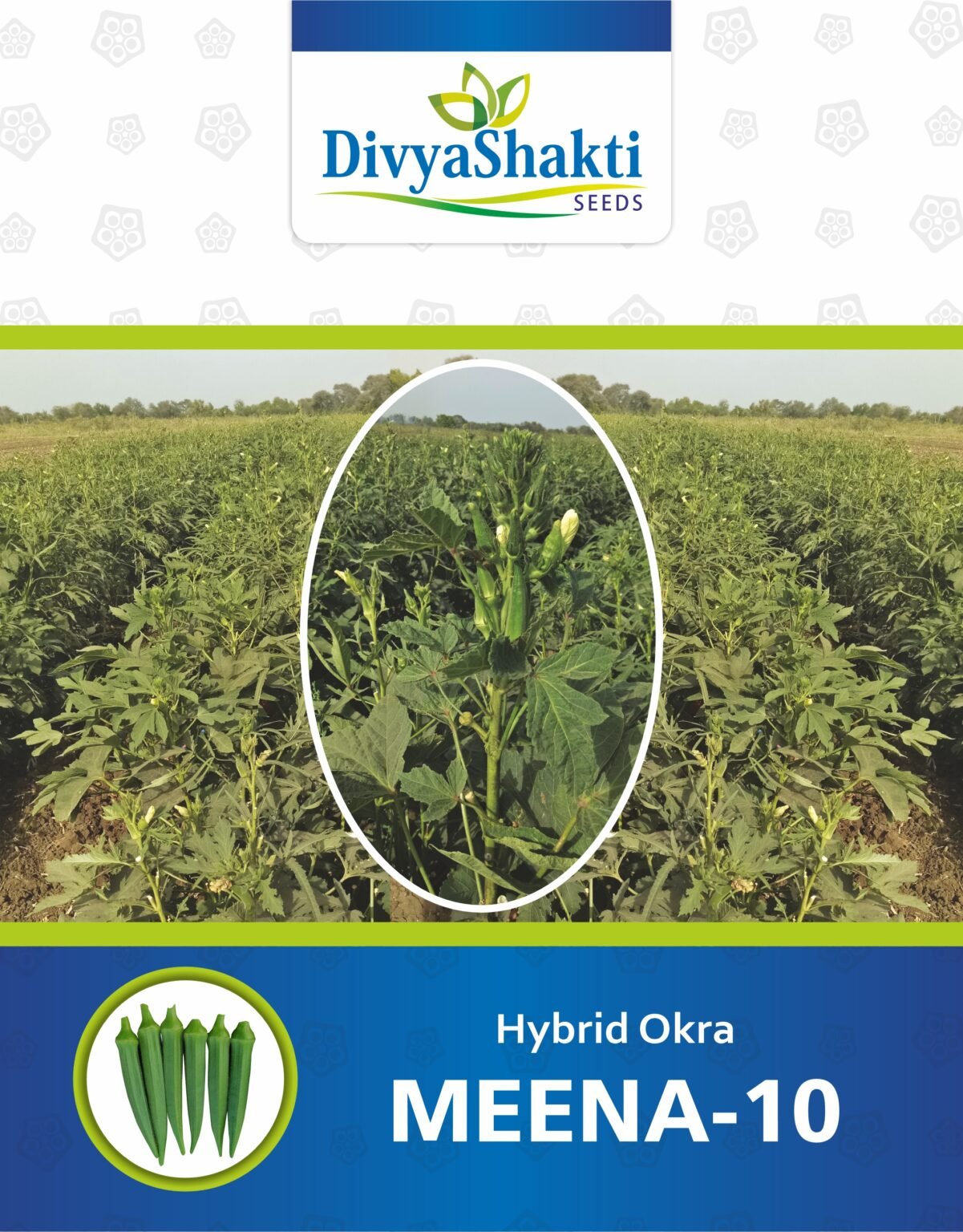 Hy. Okra Meena 10