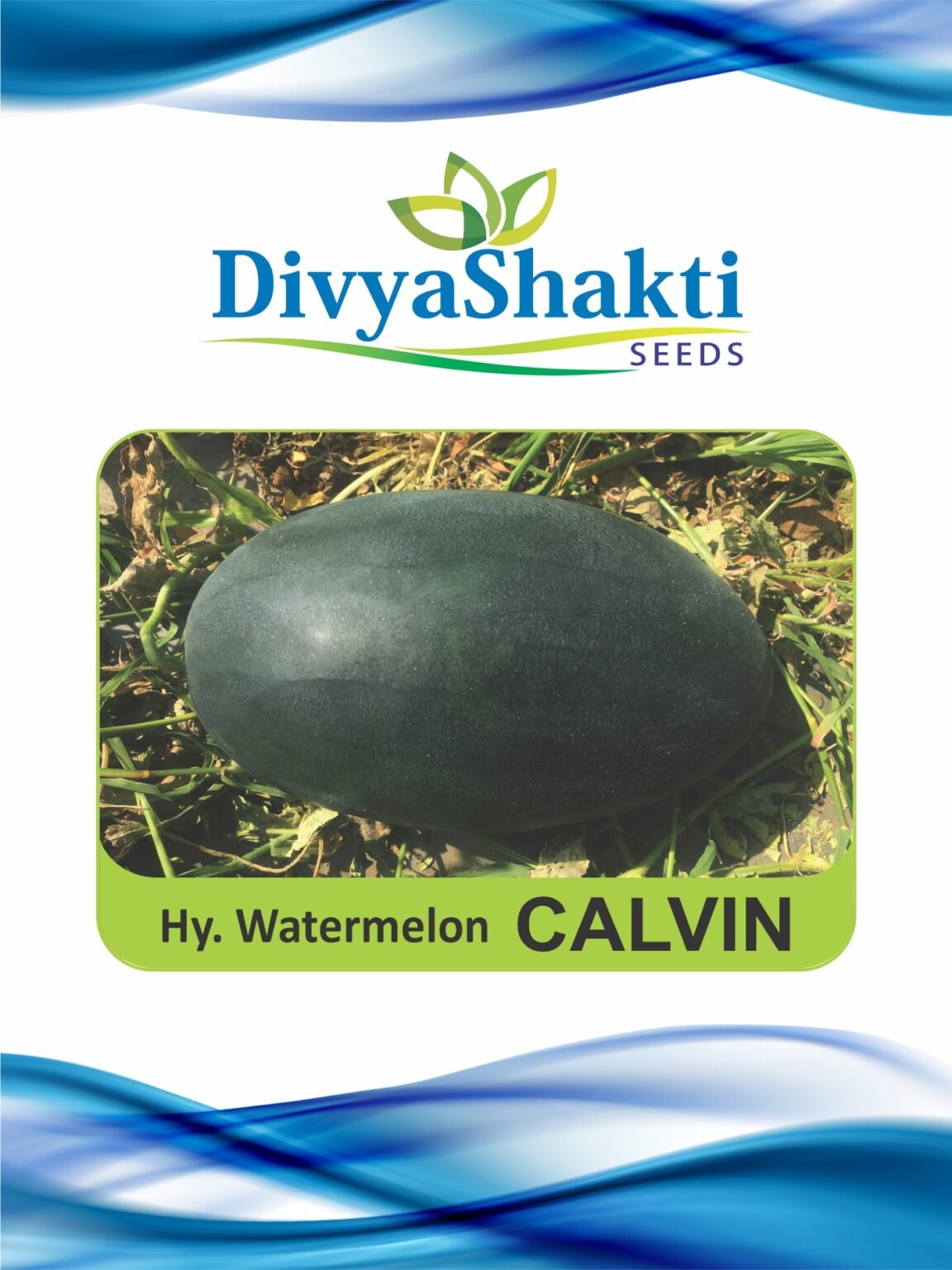 Hy. Watermelon Calvin