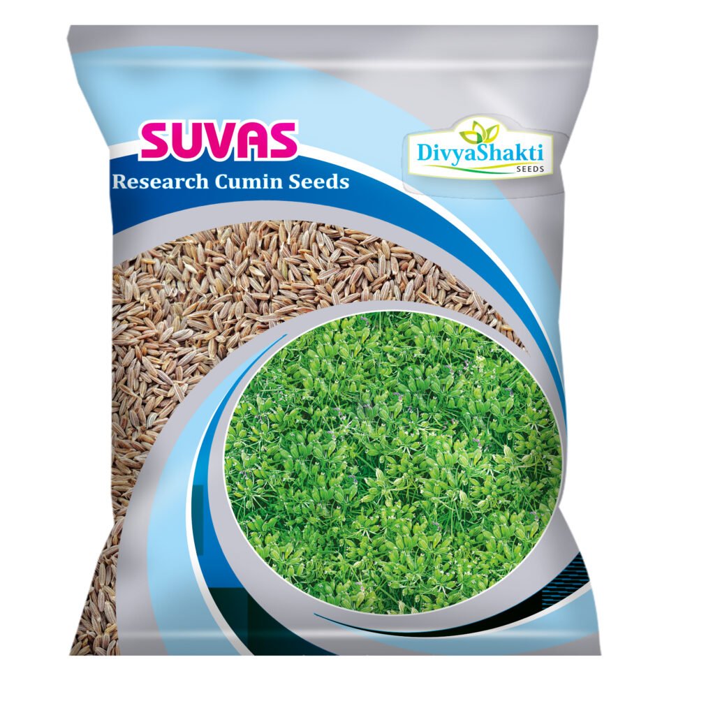 Cumin Seeds Suvas