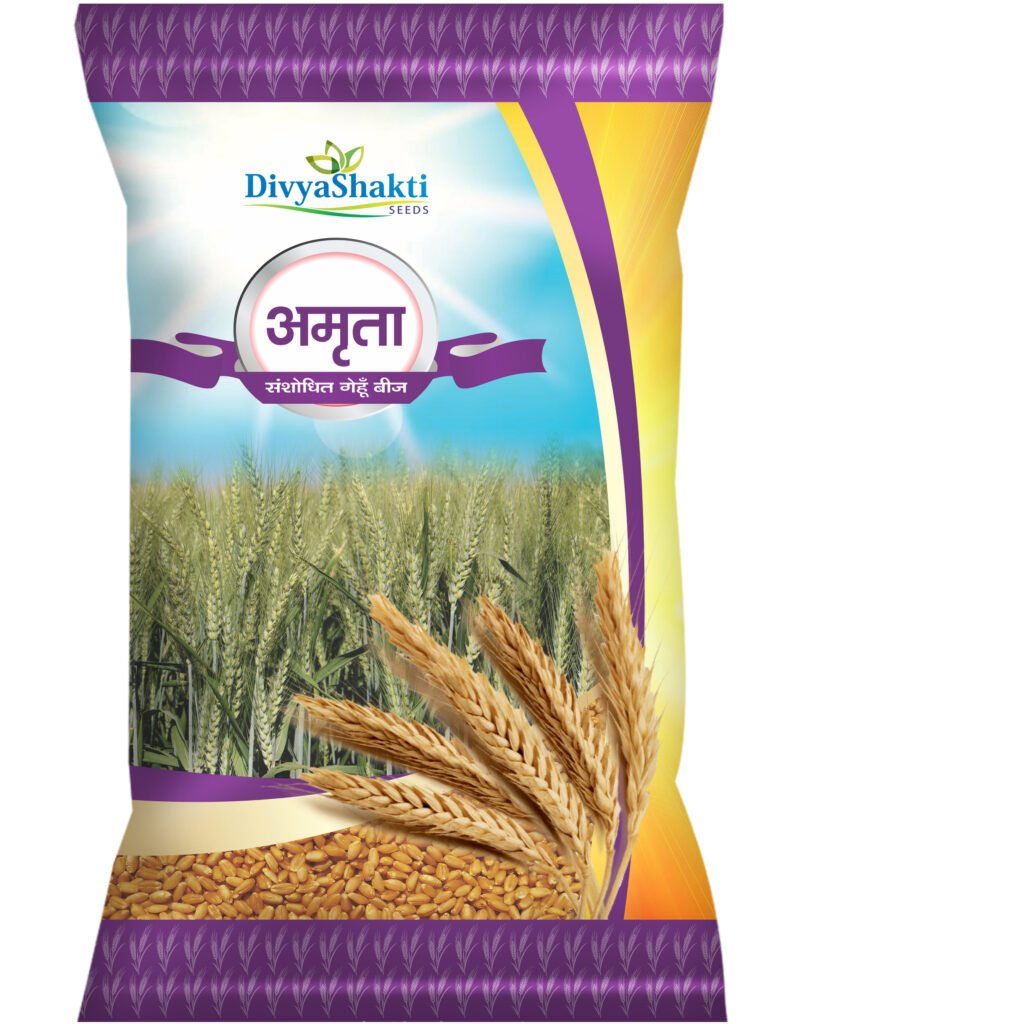 Wheat Seeds Amrita